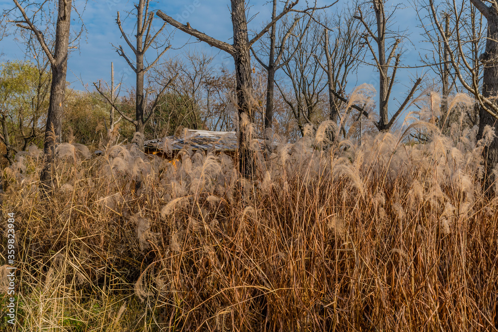 Fototapeta premium Feather grass growing in public park.