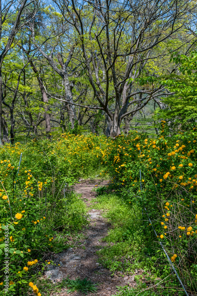 Path through field of yellow flowers