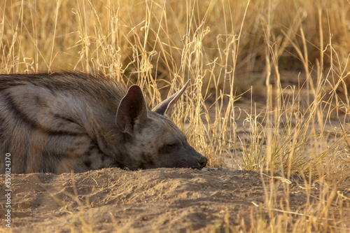 Striped Hyena (Hyaena hyaena) from grasslands of blackbuck national park, valavadar, gujarat, india photo