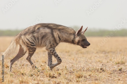 Photos Striped Hyena (Hyaena hyaena) from grasslands of blackbuck national park, valava