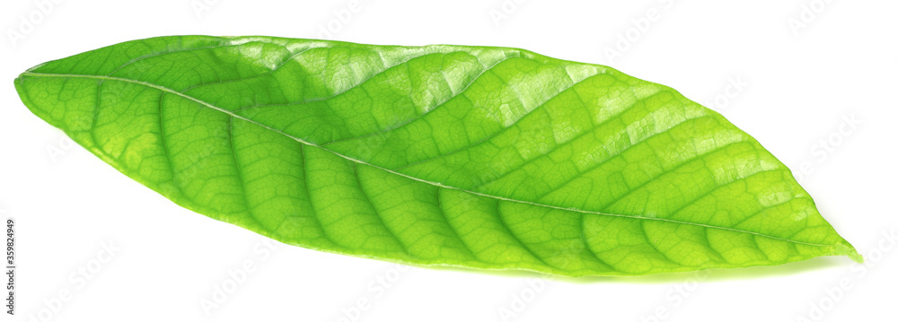 Obraz premium fresh cacao leaf isolated on white background