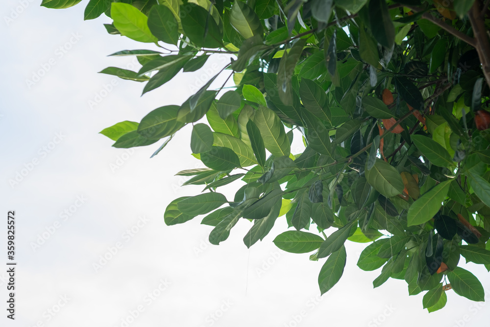 Obraz premium Indonesian Jack fruit tree with a healthy green leaf