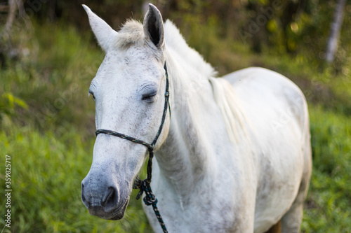 cavalo branco pastando em mata aberta © Luciano Ribeiro