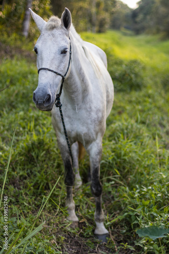 cavalo branco pastando em mata aberta © Luciano Ribeiro