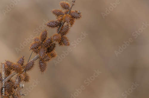 Stem of cockleburs on soft blurred background
