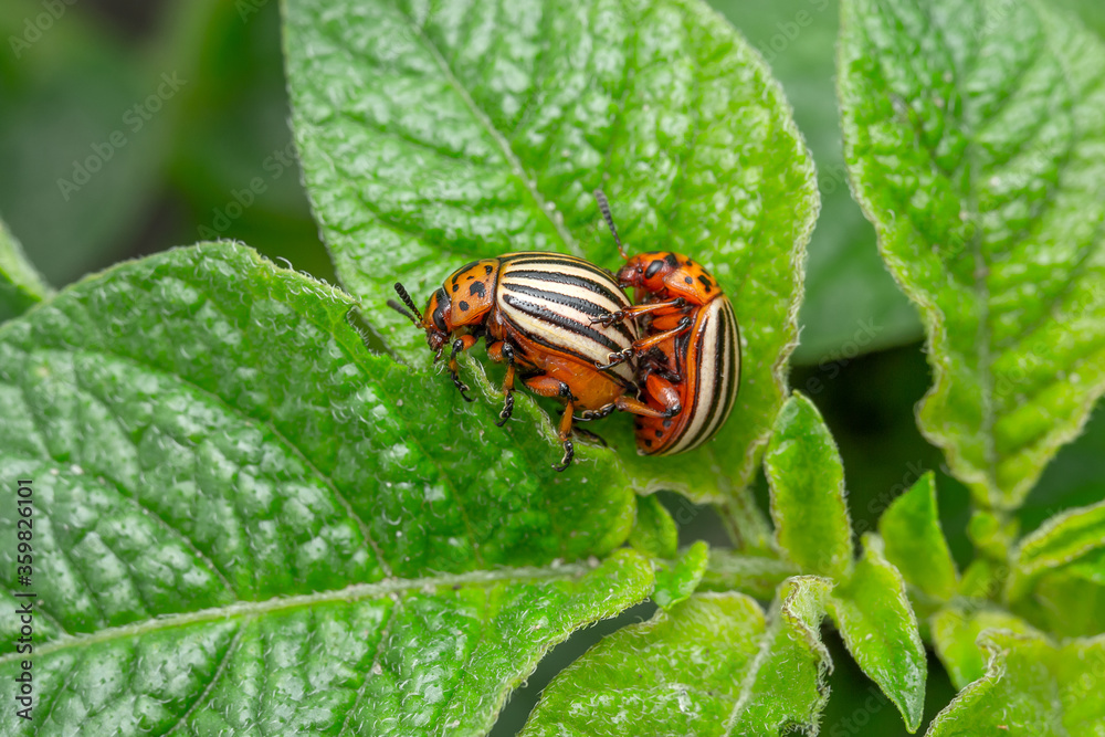 Colorado potato beetle Colorado potato beetle