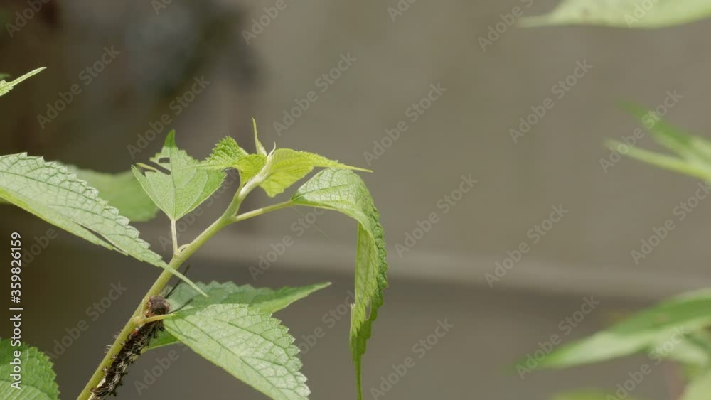 Caterpillar crawling on lush green plant. Caterpillar crawling on lush green plant.