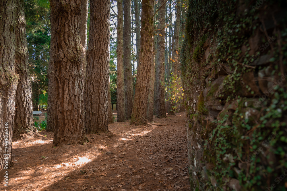 Obraz premium Bosque 