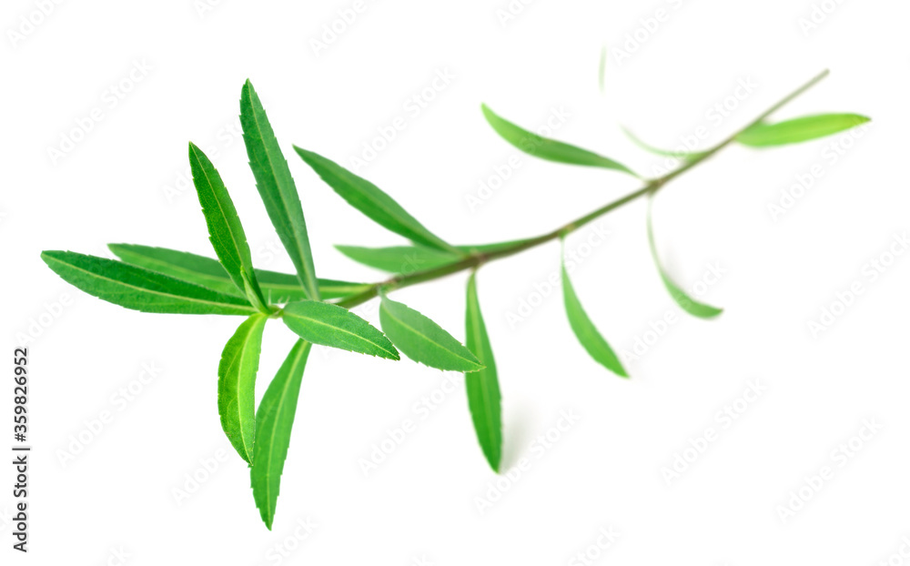 Fototapeta premium fresh Mexican Tarragon twigs isolated on white background