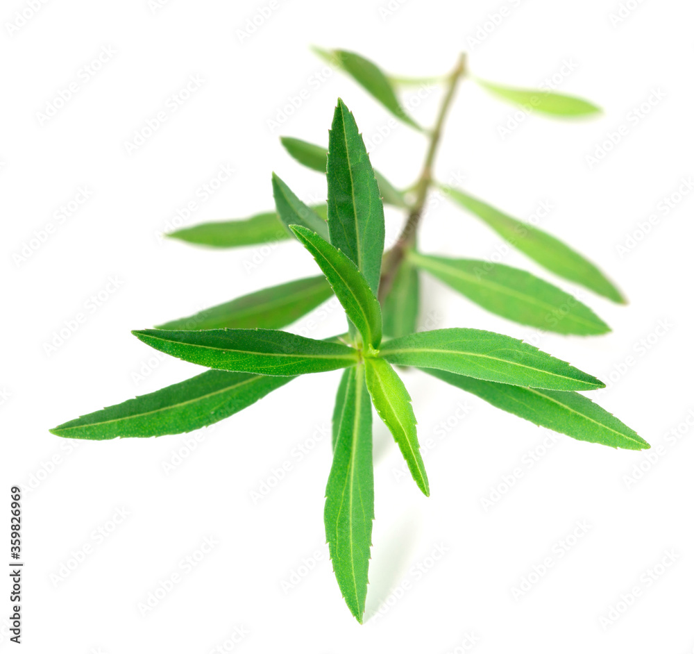 fresh sweet marigold twigs isolated on white background