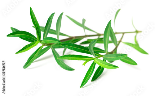 fresh Mexican Tarragon twigs isolated on white background © Amy Lv