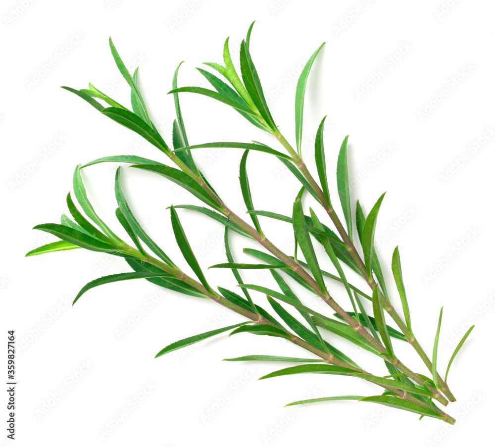 Fototapeta premium fresh sweet marigold twigs isolated on white background, top view