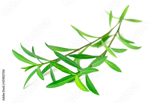 fresh Mexican Tarragon twigs isolated on white background