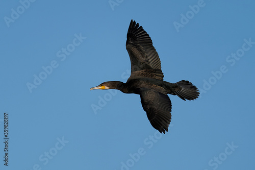 Fotografija Great cormorant (Phalacrocorax carbo) in its natural enviroment