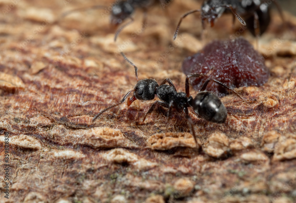 Macro Photo of Black Garden Ant with Scale Insect on Tree Bark Macro Photo of Black Garden Ant with Scale Insect on Tree Bark