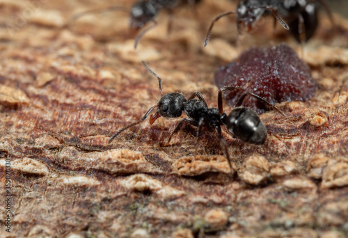 Macro Photo of Black Garden Ant with Scale Insect on Tree Bark © backiris
