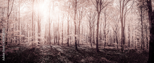 Beech forest in spring by soft light photo