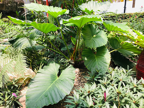 Alocasia brisbanensis or Native lily or Cunjevoi. photo