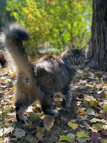 cat in autumn park