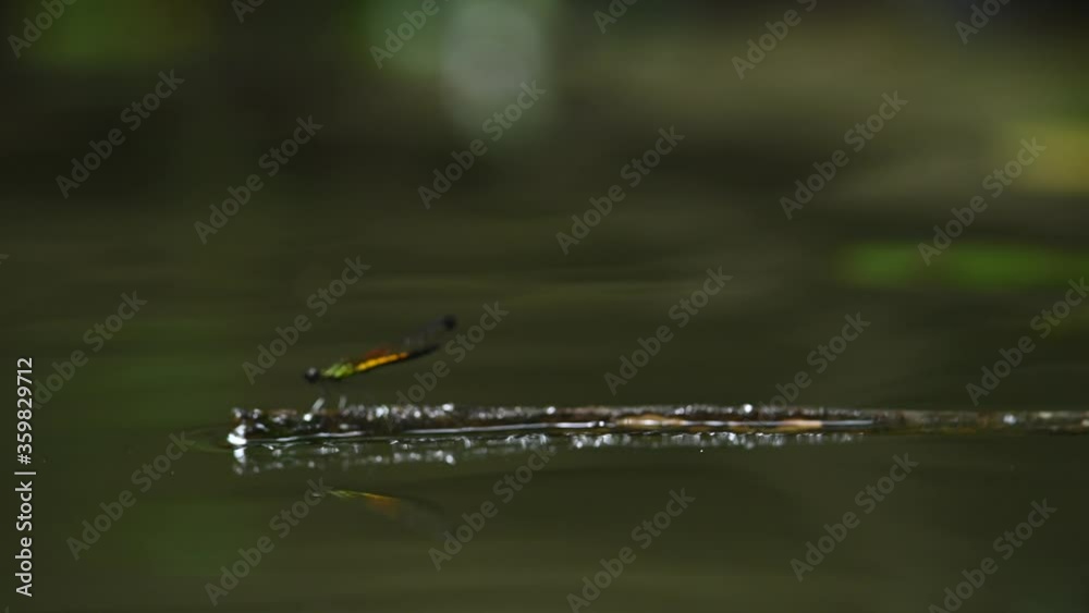 small dragonfly stand on small branch in water small dragonfly stand on small branch in water