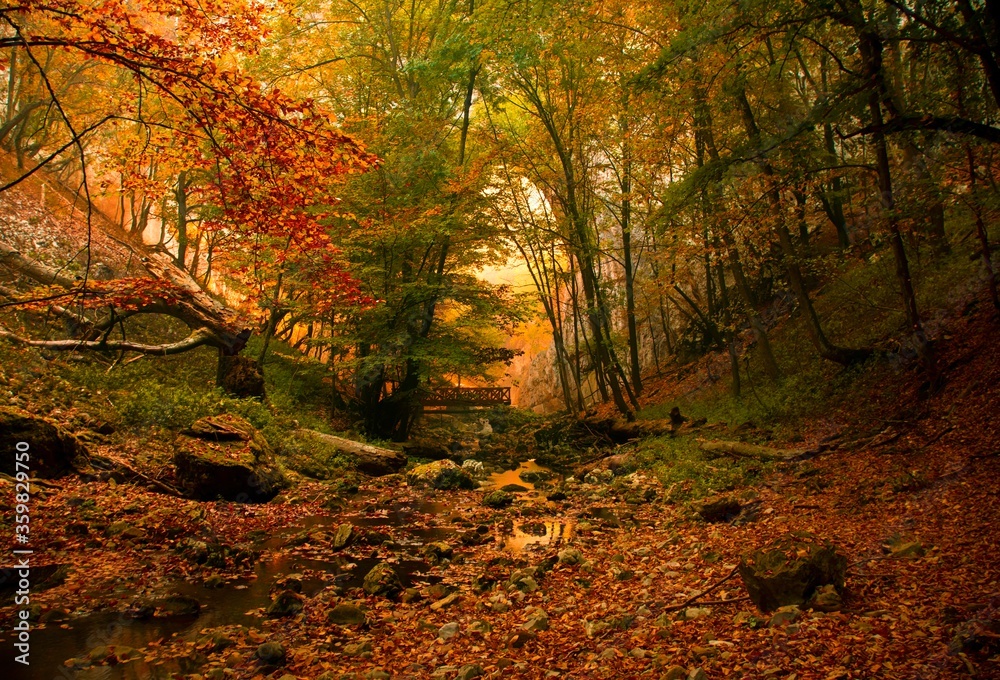 autumn forest in the autumn