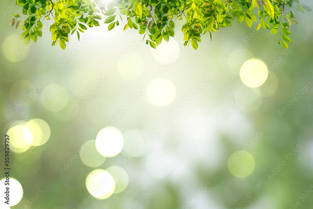 Green leaves blurred background with beautiful bokeh Green leaves blurred background with beautiful bokeh