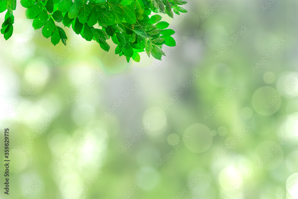 Green leaves blurred background with beautiful bokeh