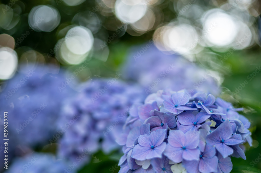満開の綺麗な紫陽花 満開の綺麗な紫陽花
