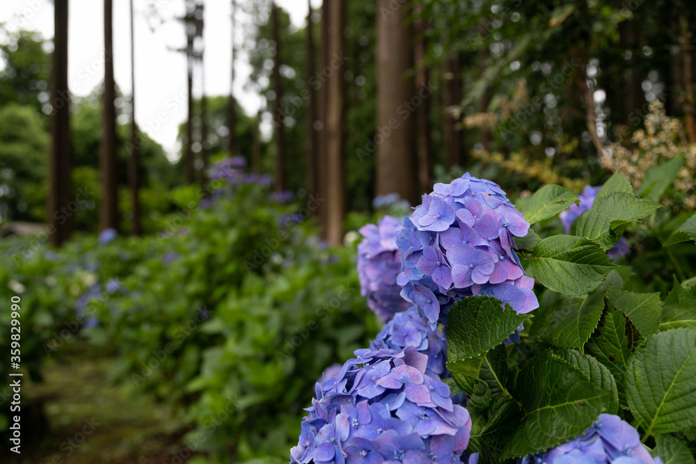 木立の中の紫陽花 千葉県多古町 日本 木立の中の紫陽花 千葉県多古町 日本