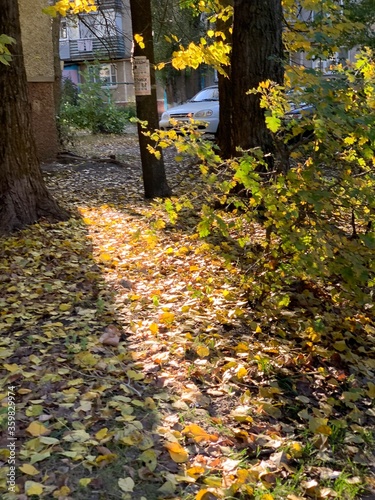 autumn in the park