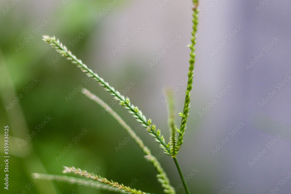 selective focus on grass. beautiful image for wallpaper selective focus on grass. beautiful image for wallpaper