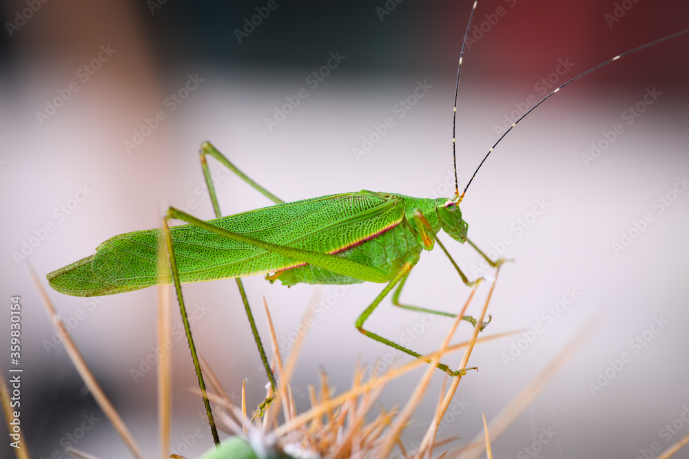 long horned grasshopper staying on the Cactus long horned grasshopper staying on the Cactus