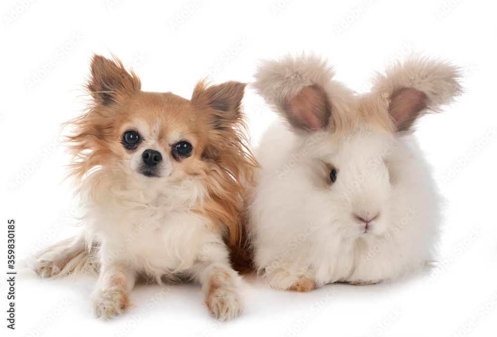 English Angora rabbit and chihuahua