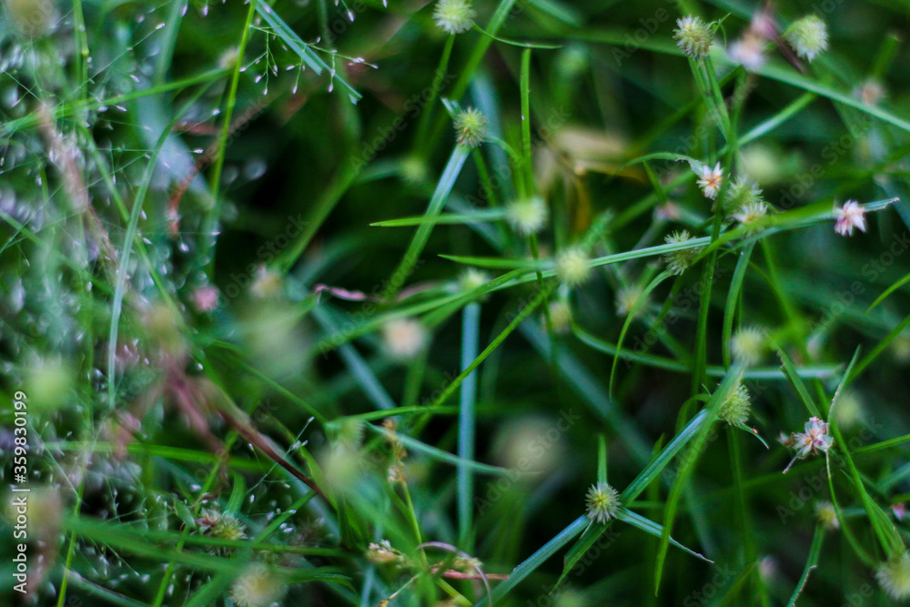 selective focus on grass. beautiful image for wallpaper