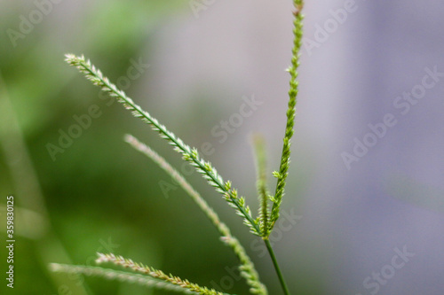 selective focus on grass. beautiful image for wallpaper