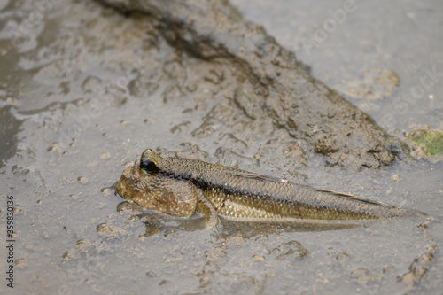 Mudskipper Amphibious fish Oxudercinae in Thailand exotic photo