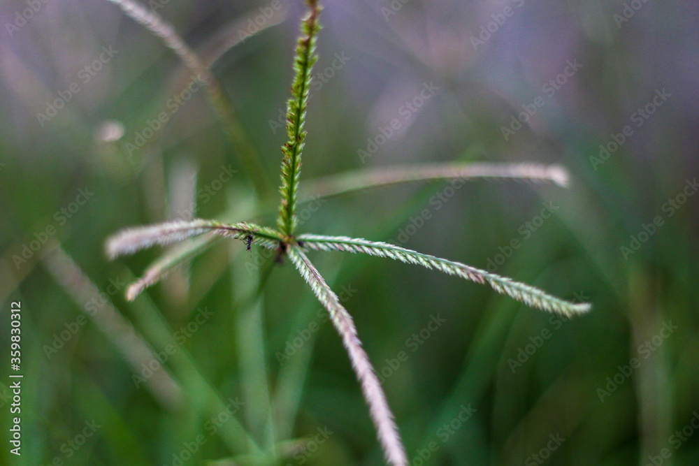 selective focus on grass. beautiful image for wallpaper selective focus on grass. beautiful image for wallpaper