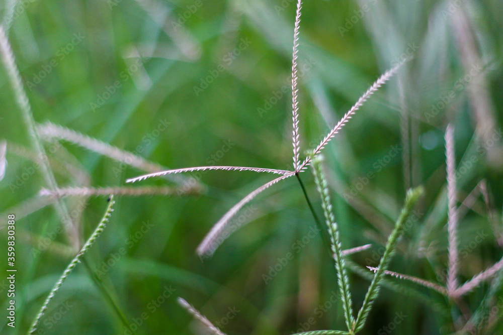 selective focus on grass. beautiful image for wallpaper selective focus on grass. beautiful image for wallpaper