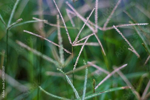 selective focus on grass. beautiful image for wallpaper