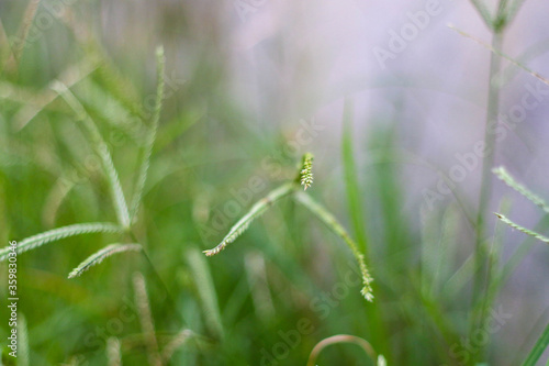 selective focus on grass. beautiful image for wallpaper