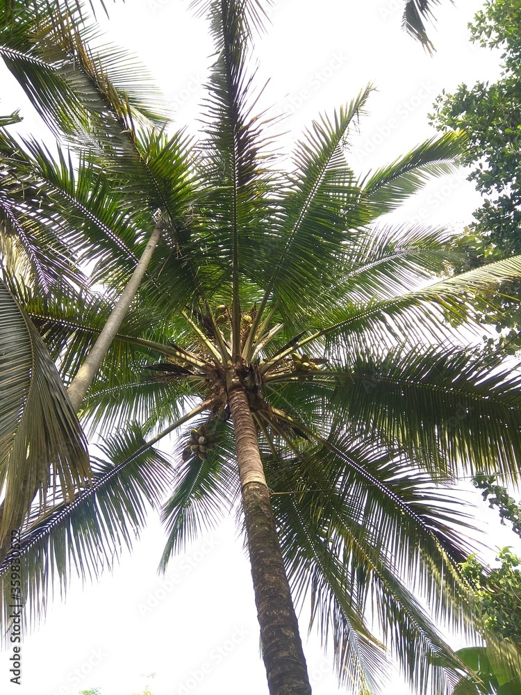Obraz premium coconut palm tree