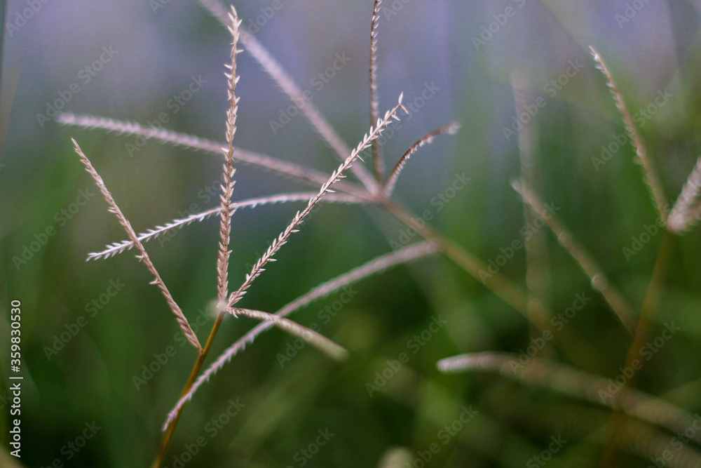 selective focus on grass. beautiful image for wallpaper selective focus on grass. beautiful image for wallpaper
