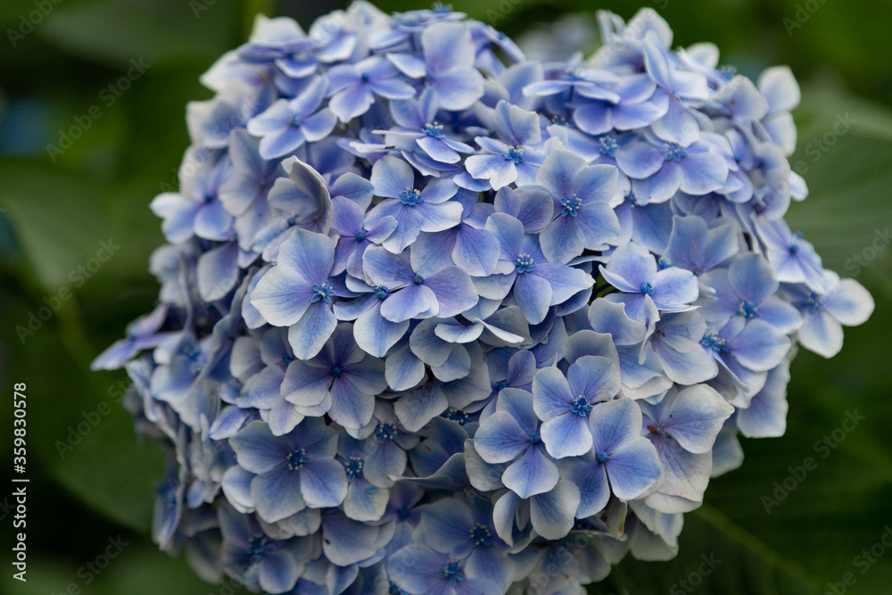 木立の中の紫陽花 千葉県多古町 日本 木立の中の紫陽花 千葉県多古町 日本