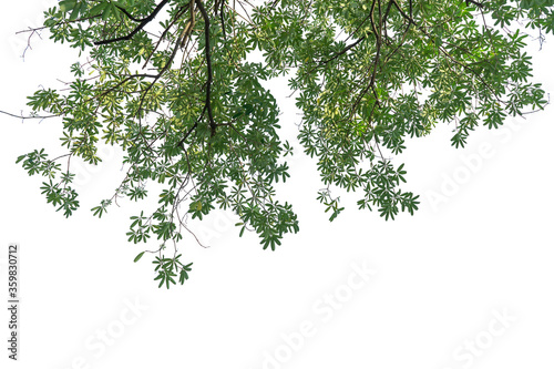 Green leaves isolated on a white background © noparut