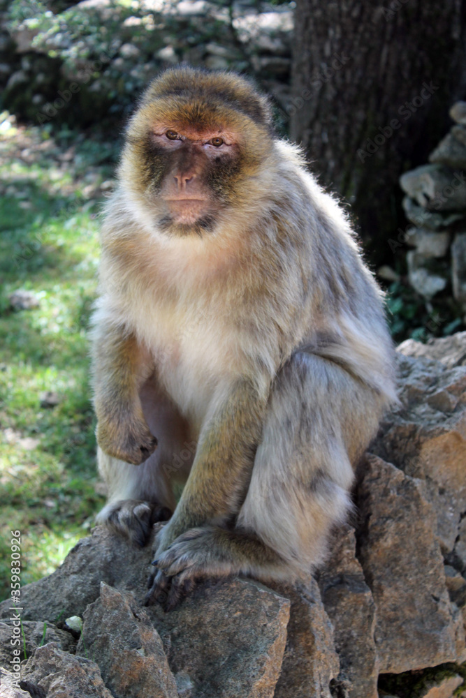 Macaque de Barbarie 