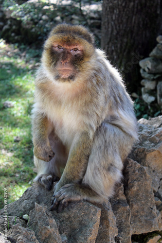 Macaque de Barbarie  © CenedraBarak