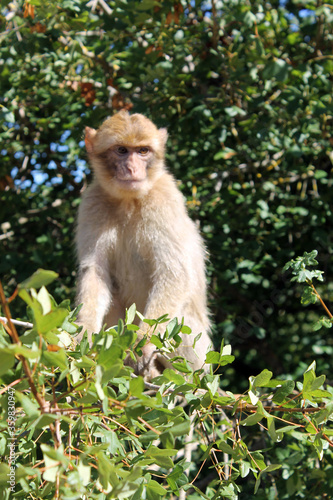 Macaque de Barbarie bébé © CenedraBarak