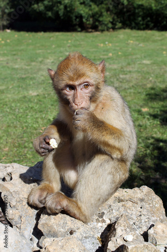 Petit Macaque de Barbarie
