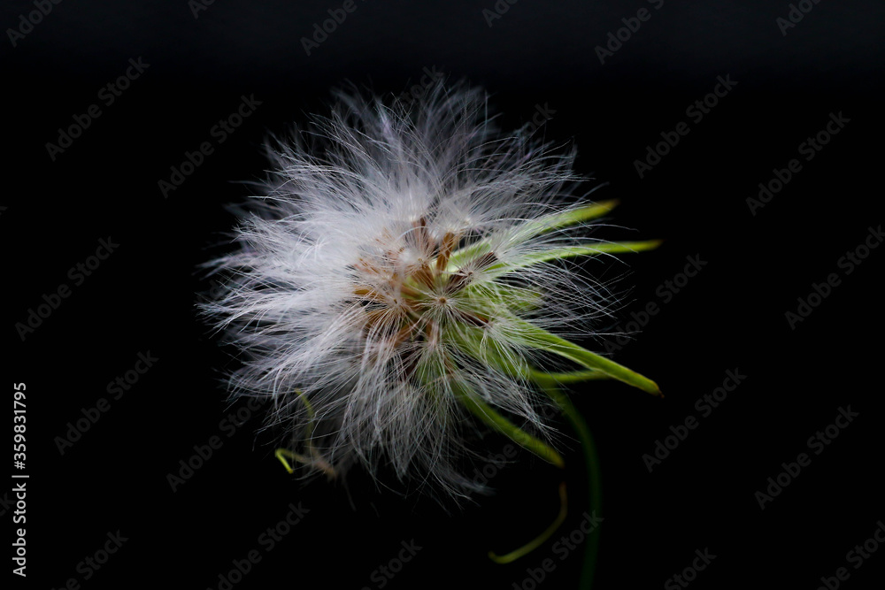 Fototapeta premium grass flower known as Bandotan. Closed up photography.