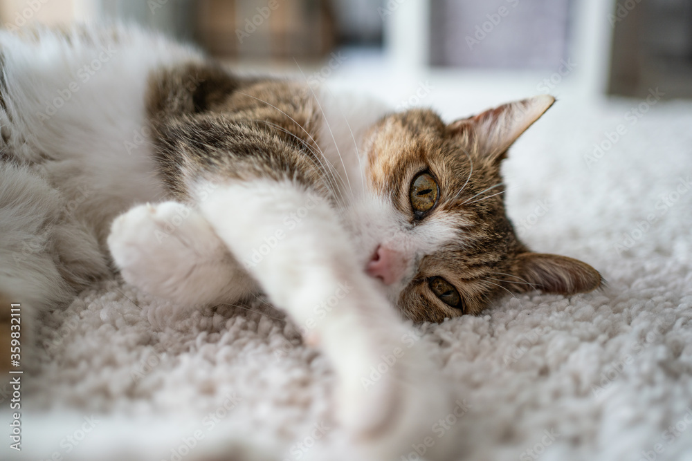 Obraz premium beautiful cat portrait